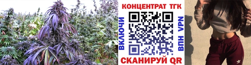 Купить  Купино  ТГК концентрат 